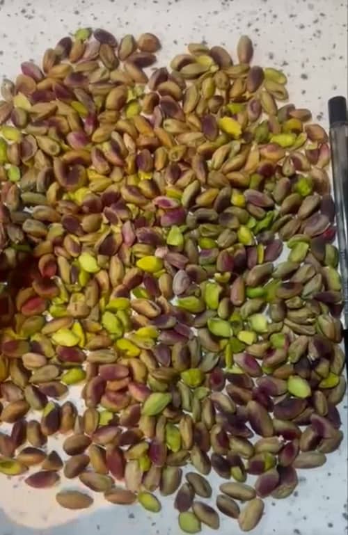 خرید و قیمت مغز پسته جنگلی درجه + به صورت عمده